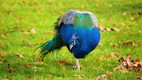 Close up of peacock Stock Footage 143909656