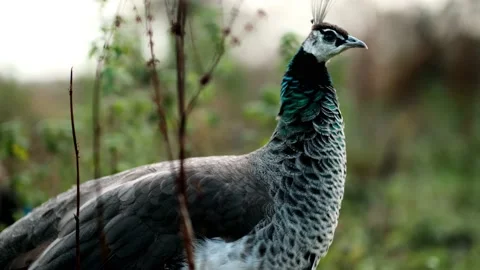 Close-up Peacock Stock Footage 170702170