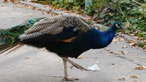Close up of peacock full body Stock Footage 119488432