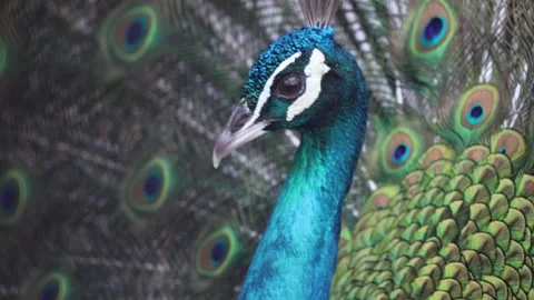 Close-up peacock head with detailed eye-patterned feathers Stock Footage 338010708