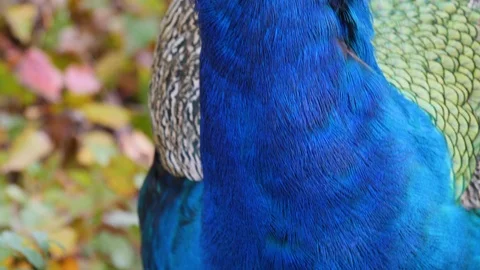Close up of peacock head Video stock 119487419