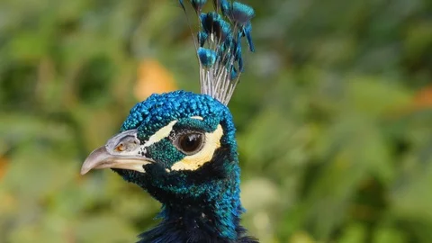Close up of peacock head Stock Footage 119487953