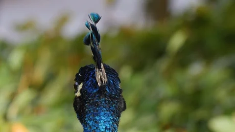 Close up of peacock head Stock Footage 119488187