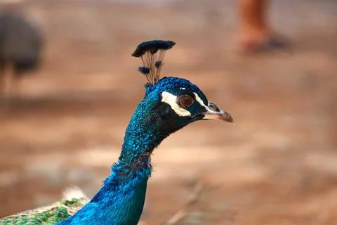 Close up of peacock head Stock Photos