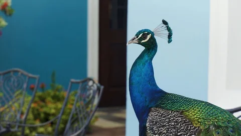 Close up of a peacock looking back and forth. Video stock 114807381