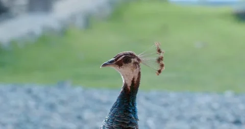Close-up. Peacock looks in different directions outside. Stock Footage 260968560