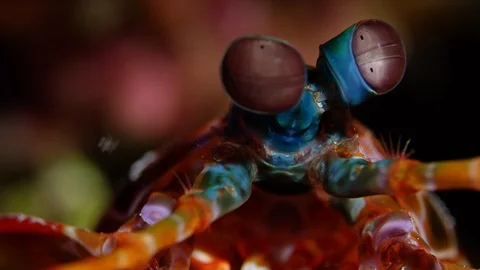 Close up of Peacock Mantis Shrimp Stock Footage 93058058