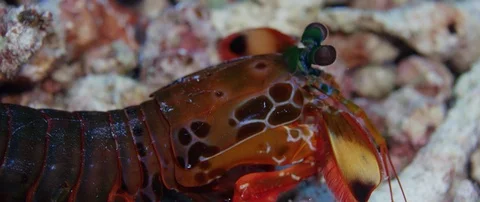 Close up of Peacock Mantis Shrimp Stock Footage 93076446