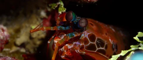 Close up of Peacock Mantis Shrimp Stock Footage 93083280