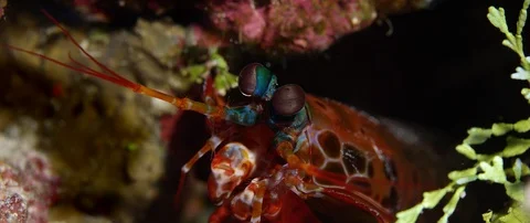 Close up of Peacock Mantis Shrimp Stock Footage 93084206