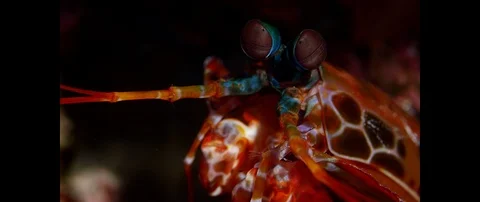 Close up of Peacock Mantis Shrimp Видео 93362962