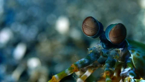 Close up of Peacock Mantis Shrimp Stock Footage 99518874