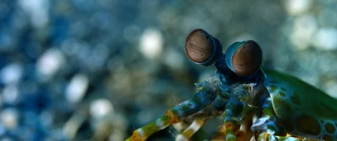 Close up of Peacock Mantis Shrimp Stock Footage 99662430