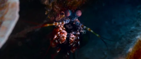 Close up of Peacock Mantis Shrimp Stock Footage 129381025