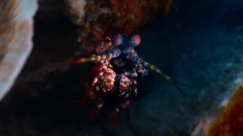 Close up of Peacock Mantis Shrimp Stock Footage 129385652
