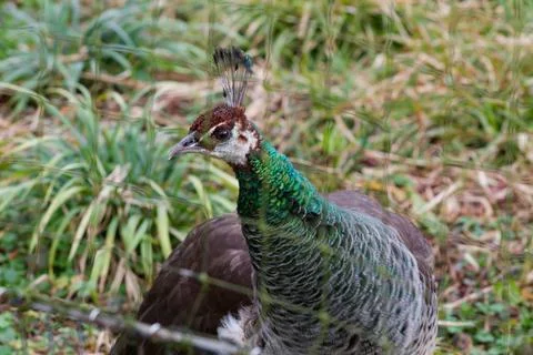 Close-up of a Peacock in Nature Stock Photos