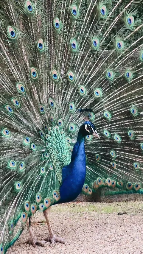 Close up peacock with open tail in park in summer Stock Footage 277850157