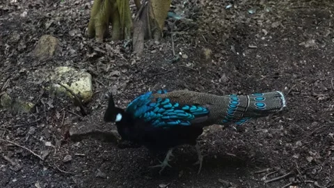 Close up of Peacock pheasant Stock Footage 271206828