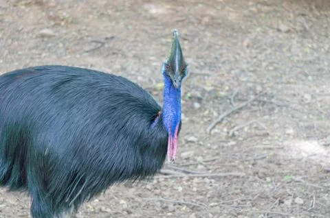 Close up peacock Stock Photos