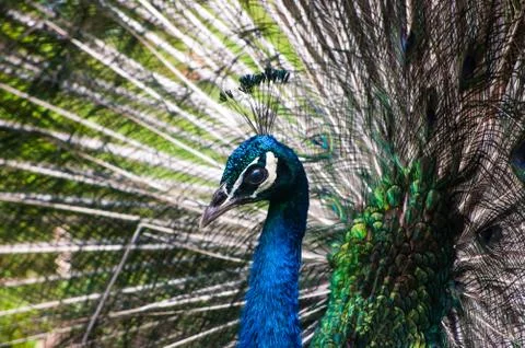 Close up of peacock Stock Photos