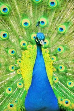 Close up of peacock 写真素材