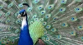Close up of a peacock presenting his marvelous feathers HD Footage