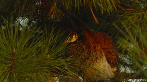 Close-up, peacock sitting on a pine tree branch in a winter park at sunset Stock Footage 179039228