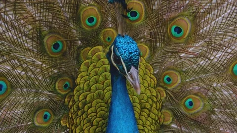 Close up of peacock in Spring Stock Footage 143364442