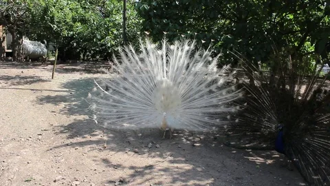 Close-up, a peacock standing on the ground. 库存影片 91063611
