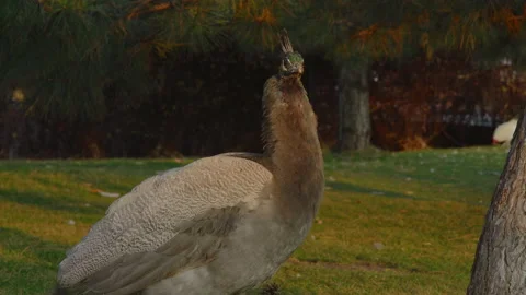 Close-up, a peacock stands in a clearing in the light of the setting sun in the Stock Footage 183023507