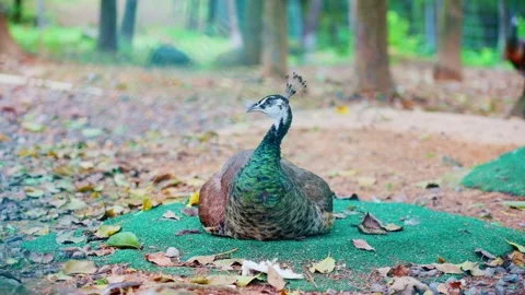 Close-up of peacock tail feather pattern and resting scene on floor mat Stock Footage 346237796