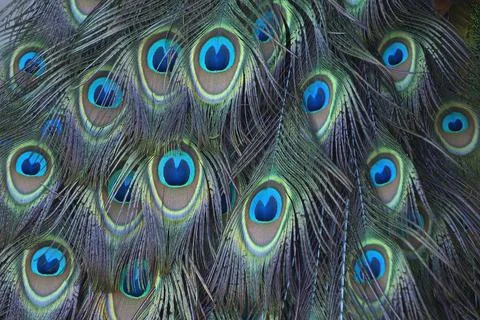 Close-up of peacock tail feathers also called a train Stock Photos