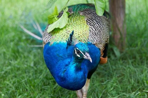 Close-up of a peacock walking Stock Photos