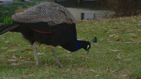Close-up, peacock walking through a clearing in search of food in the park Stock Footage 188069382