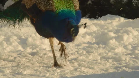 Close-up, a peacock walks through the snow in a city park in search of food Stock Footage 179034563