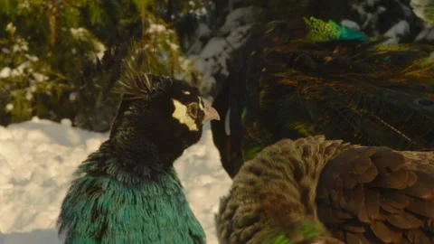 Close-up, peacocks cleaning their feathers in a snow-covered city park Stock Footage 176978118