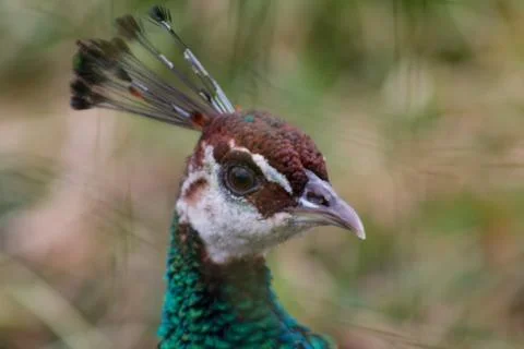 Close-Up of a Peacock's Head Stock Photos