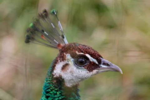 Close-Up of a Peacock's Head Stock Photos