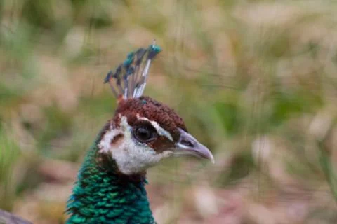Close-up of a Peacock's Head Stock Photos