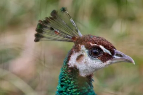Close-up of a Peacock's Head Stock Photos