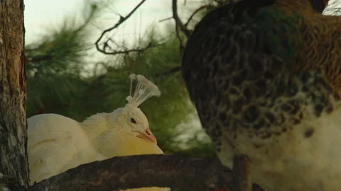 Close-up, peacocks resting on the branches of a pine tree in a city park Stock Footage 177452590