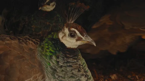 Close-up, peacocks sitting under a canopy next to a shrub in the park Stock Footage 224490968