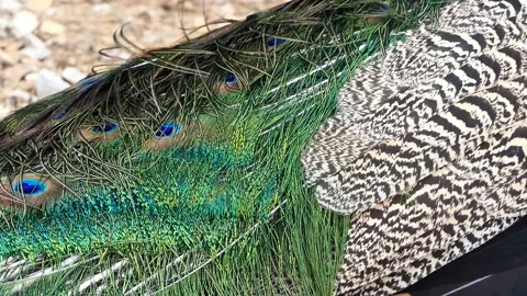 Close-up of a peacock's tail feathers Stock Footage 238504325