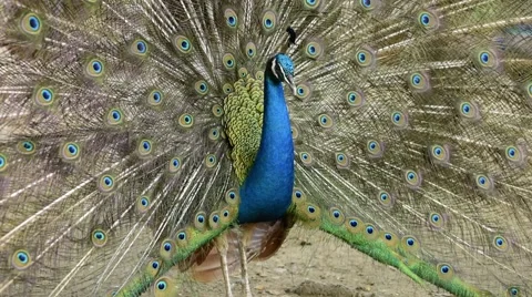 Close up of peacock’s tail was docked the raft. Stock Footage 49931574