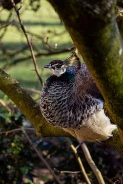 Close-Up of a Peahen Perched on a Tree Stock Photos