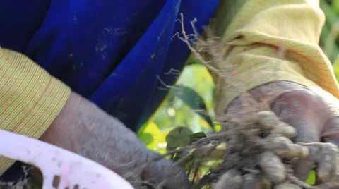 Close up of peanut in farmer hand. Stock Footage 22606724