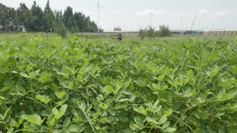 Close-up of peanut lush peanut field in summer Stock-Footage 344827234
