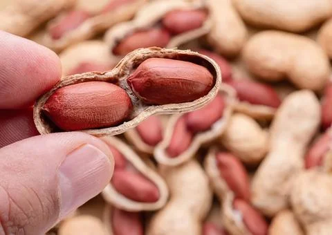 Close-up of peanuts in shell with one open showing nuts Stock Photos