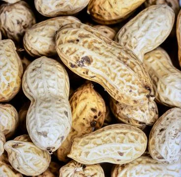 Close up peanuts surface showing natural organic nut texture and plant base.. Stock Photos