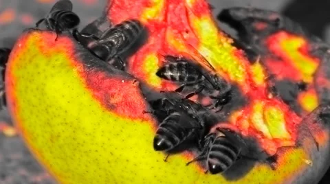 Close up of Pear and hungry bees  Stock-Footage 54056635